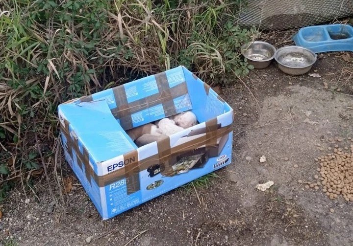 Cani abbandonati al canile