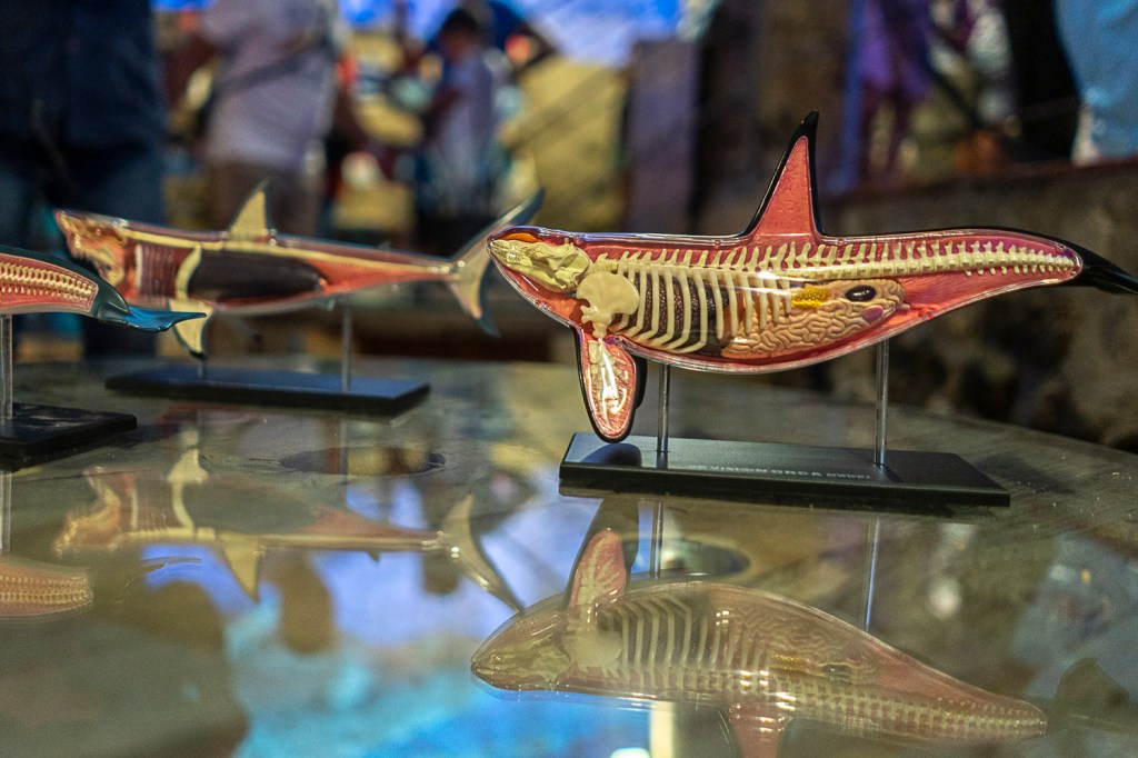 museo del mare milazzo MUMA