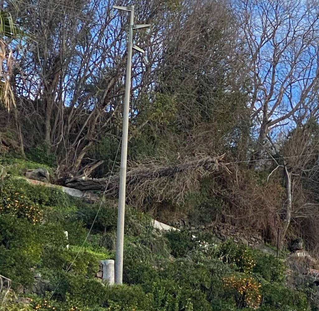 Albero caduto, lavori in corso Enel per Amam
