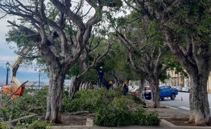 Potatura marina garibaldi milazzo