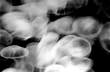 "Sopralluoghi" di Dino Mondello