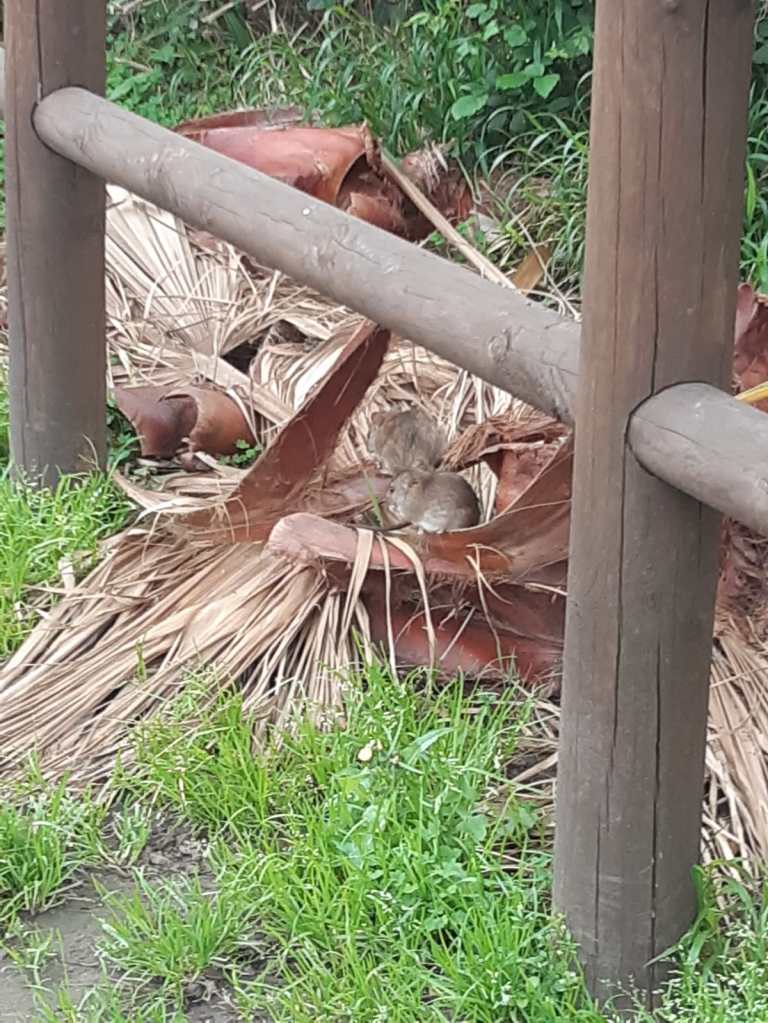 Degrado nel lago di Ganzirri