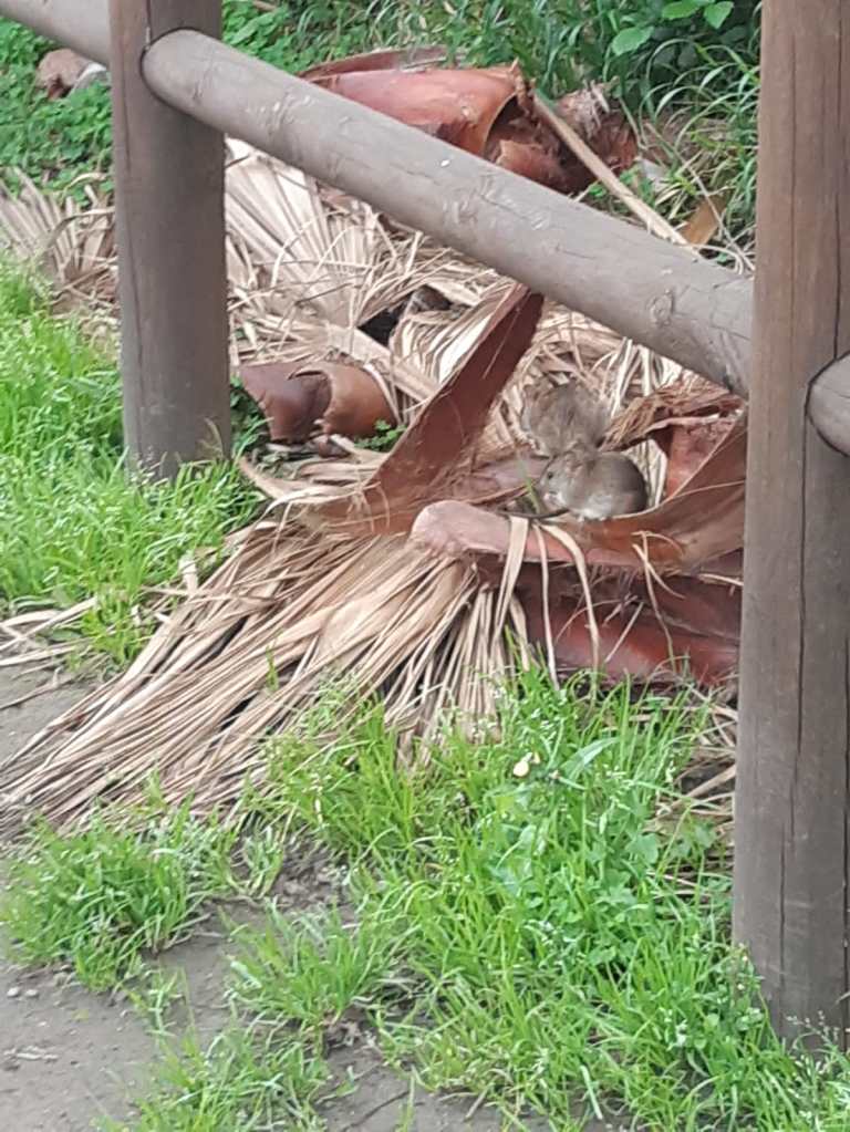 Degrado nel lago di Ganzirri