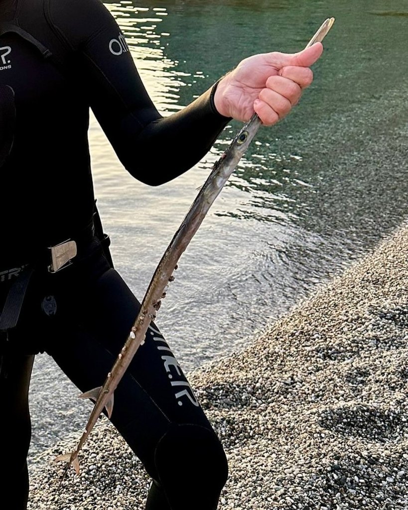 pesce flauto milazzo