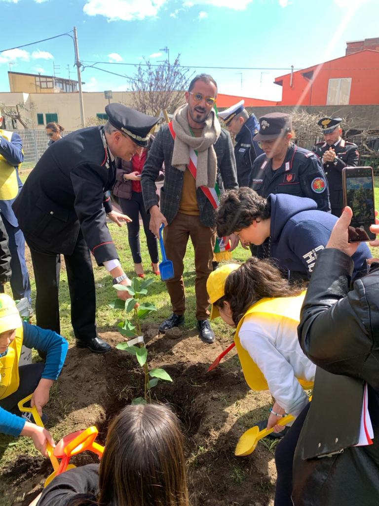 La piantumazione del ficus