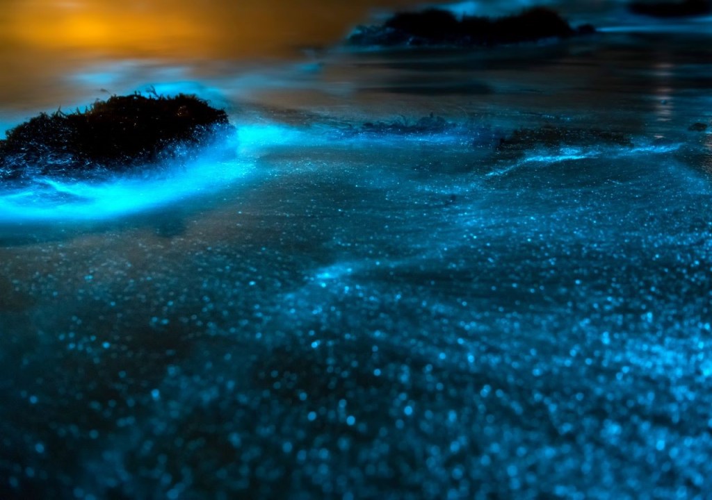 bioluminescenza