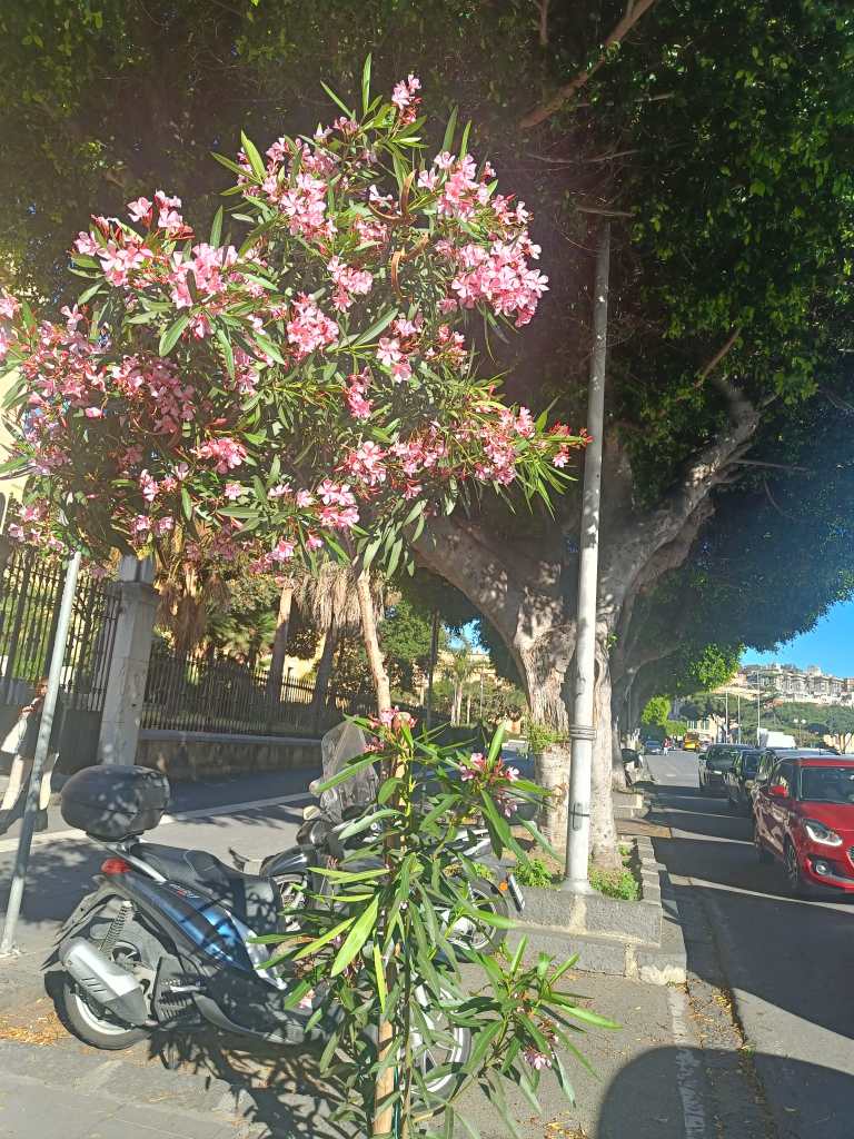 Oleandro raddrizzato