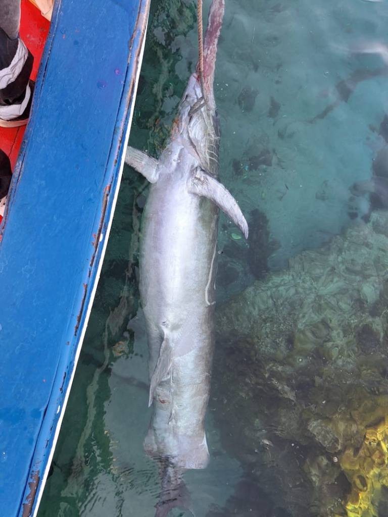 Cattura pescespada Messina