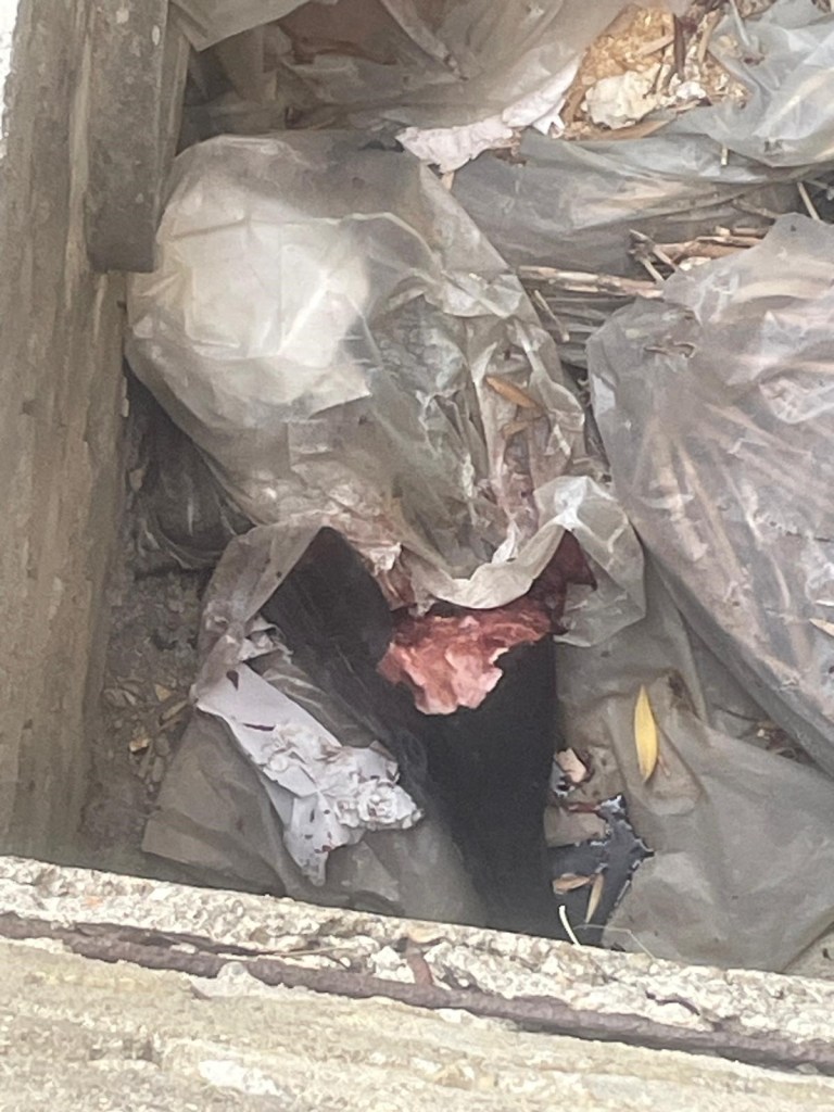 Resti di pesce spada