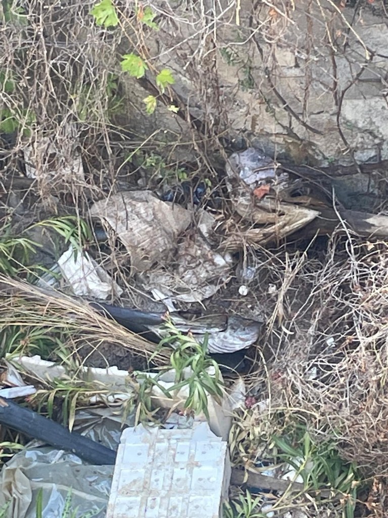 Resti di pesce spada