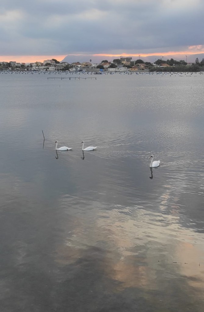 Cigni al Lago Faro