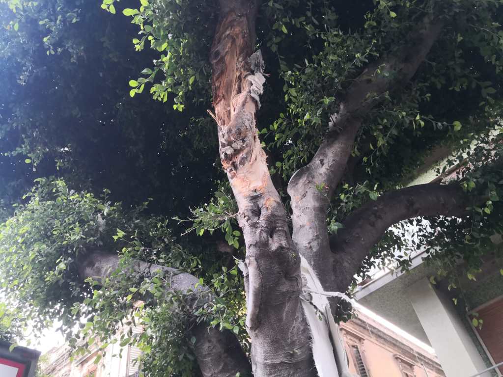 Albero dopo impatto con tir