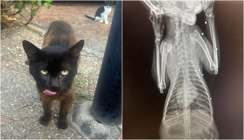 gattino colpito dai piombini