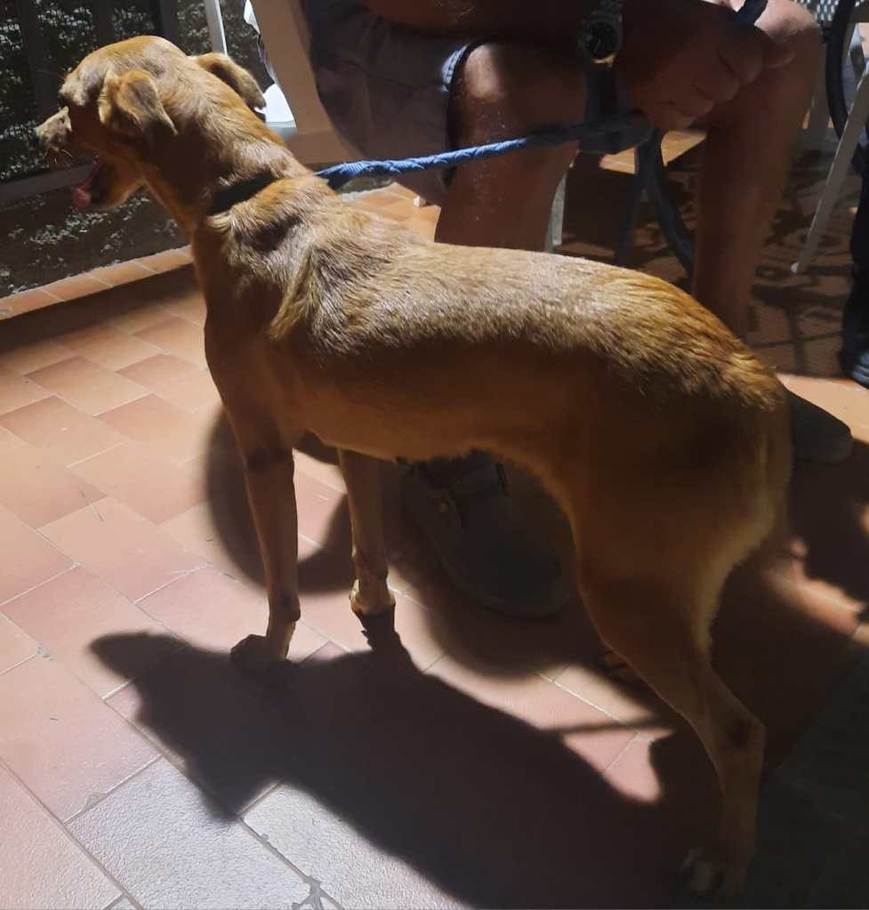 Soccorso per un cagnolino al  Comune di Mazzarrà Sant’Andrea