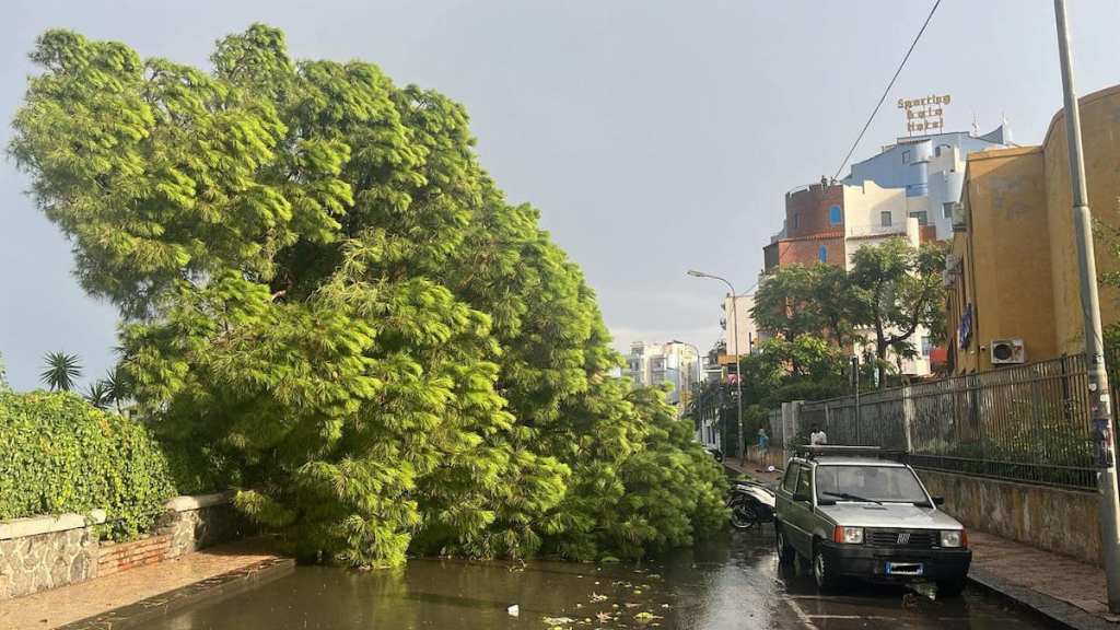 Albero crollato a Schisò