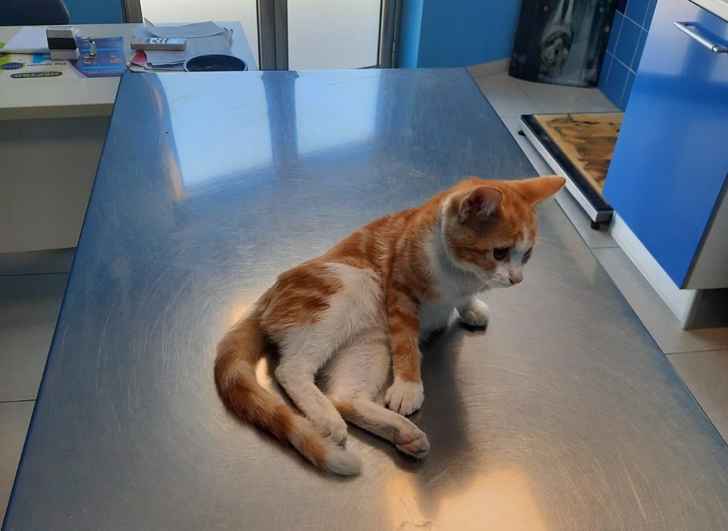 Soccorso per un gattino al  Comune di Mazzarrà Sant’Andrea