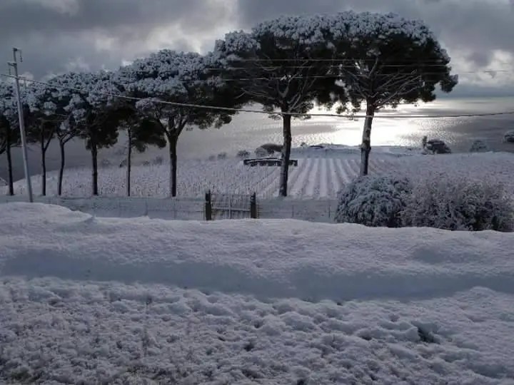 Neve