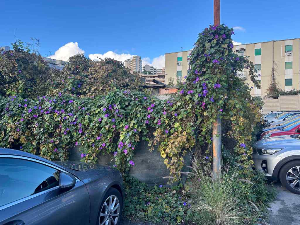 parcheggio asp annunziata