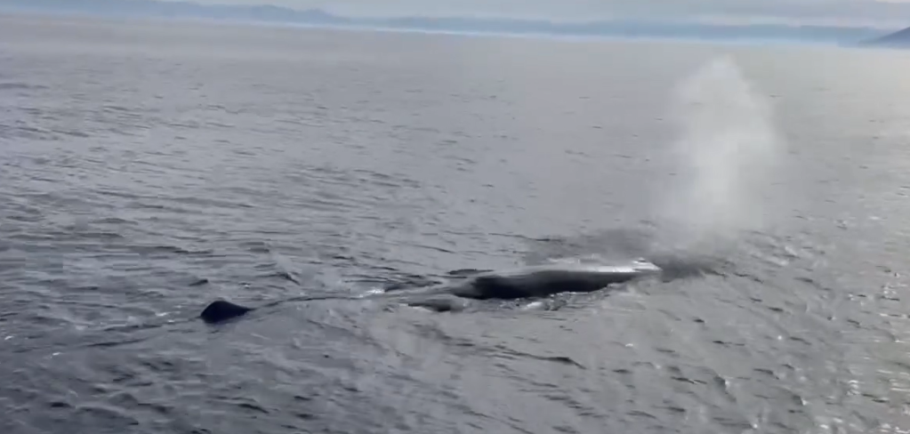Capodoglio alle isole Eolie, Panarea