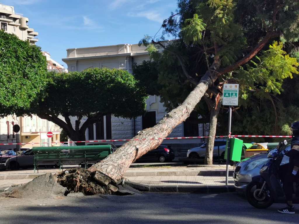 albero crollato piazza XX settembre