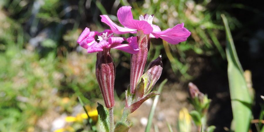 silene peloritana