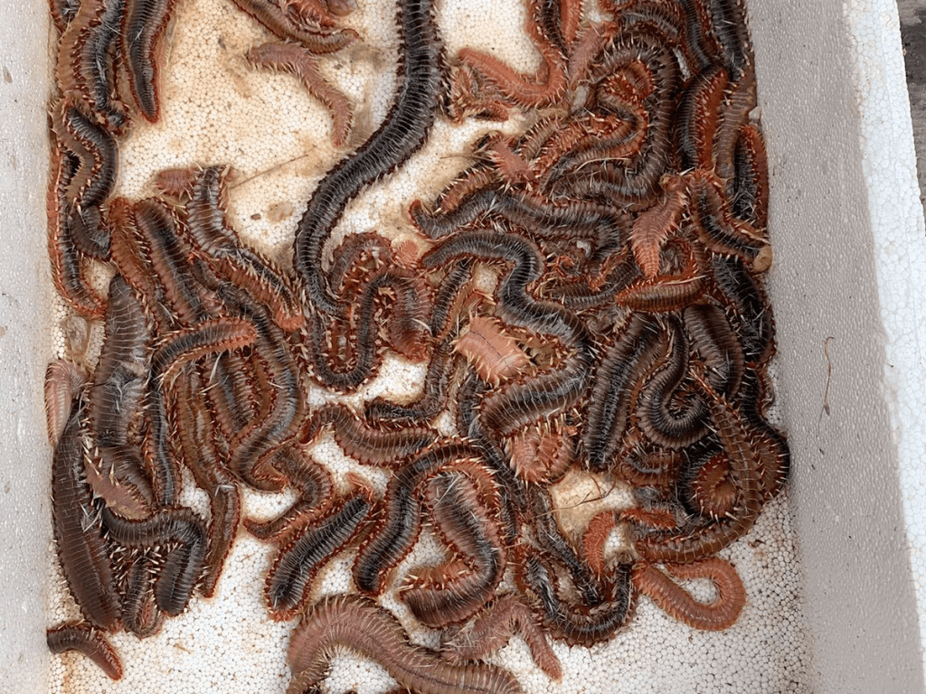 vermocane milazzo, sinergia con università di messina