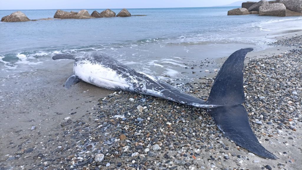 grampo spiaggiato torregrotta