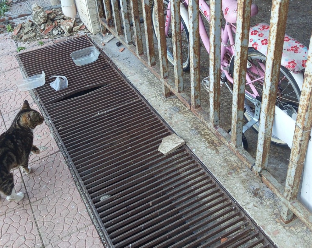 intrappolata sotto le grate condominio sos salvare gatta
