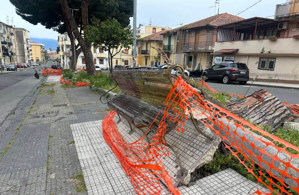 alberi giostra via montescuderi