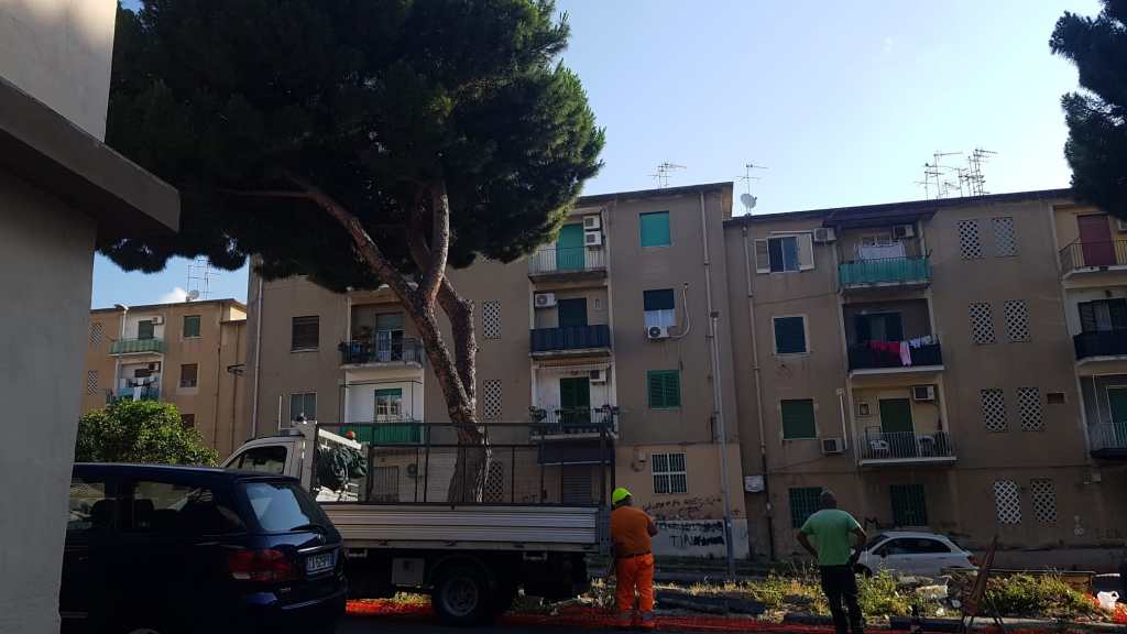 alberi via montescuderi