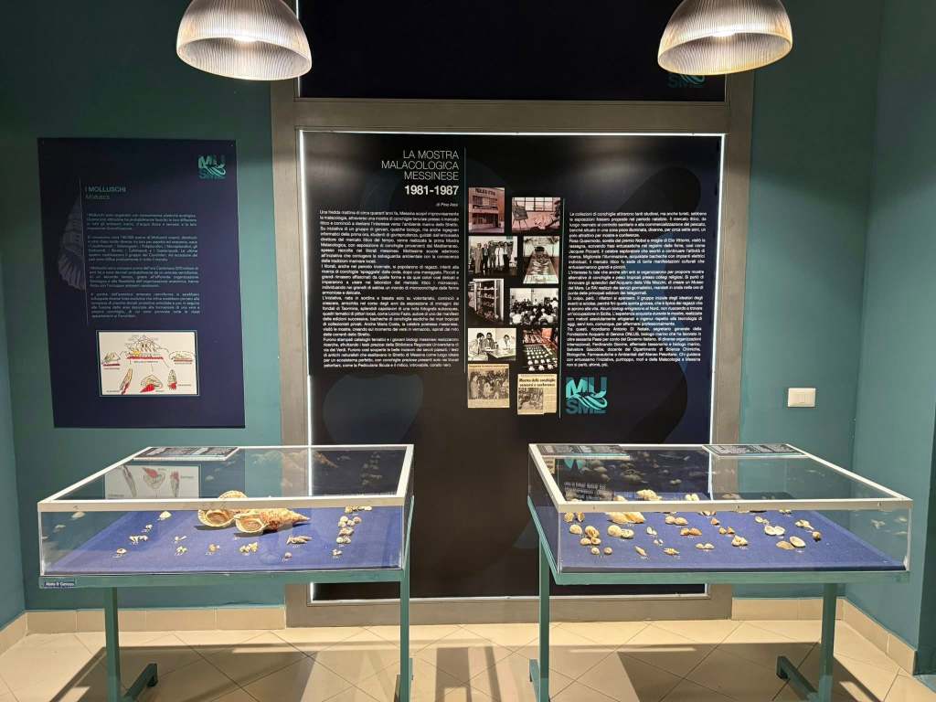 musme museo storia naturale