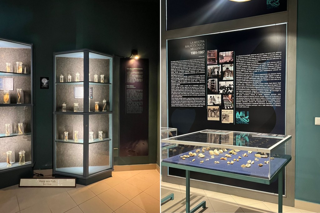 musme museo storia naturale