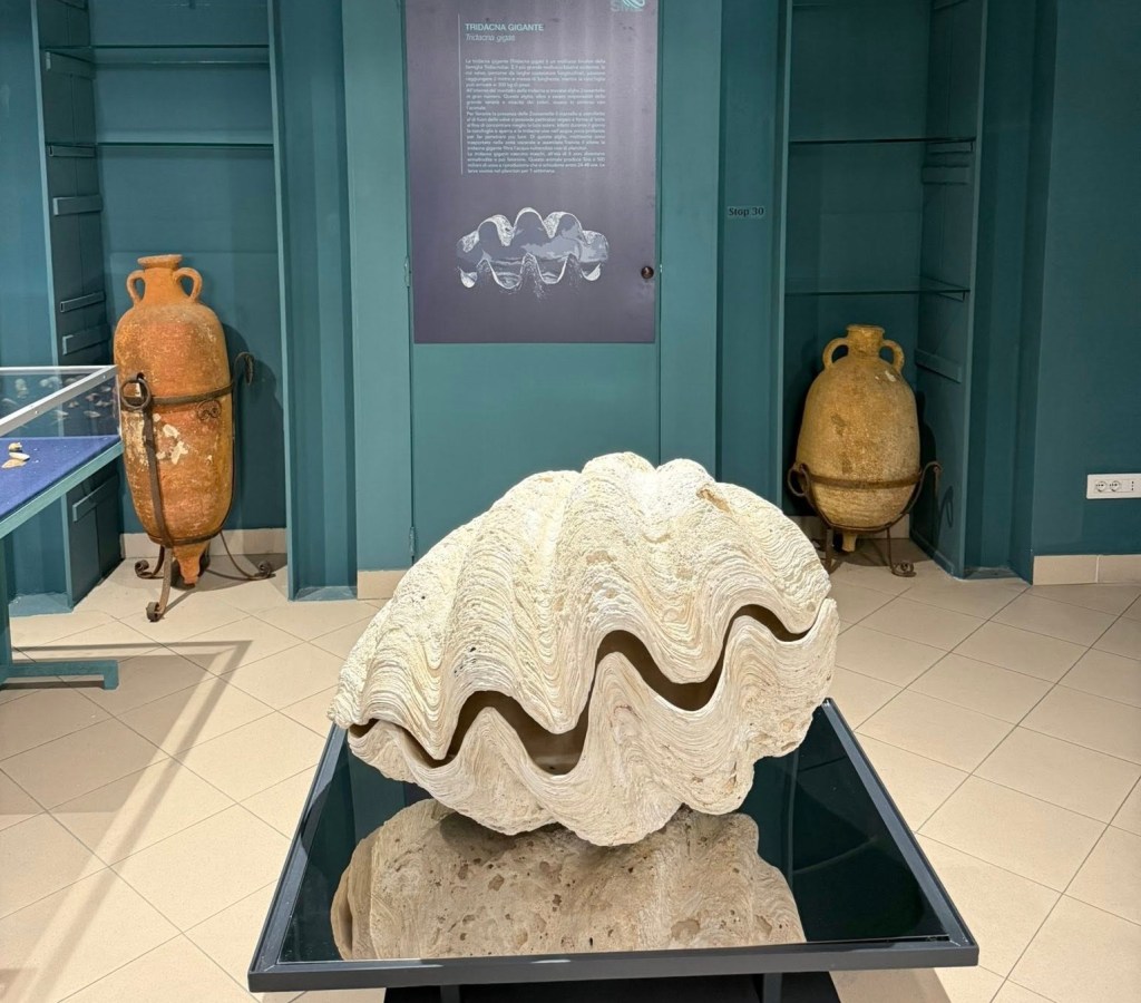 musme museo storia naturale