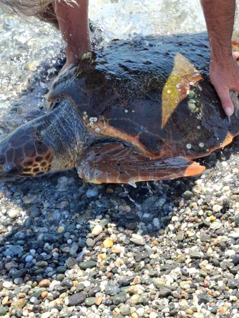 Tartaruga al Villaggio Unrra
