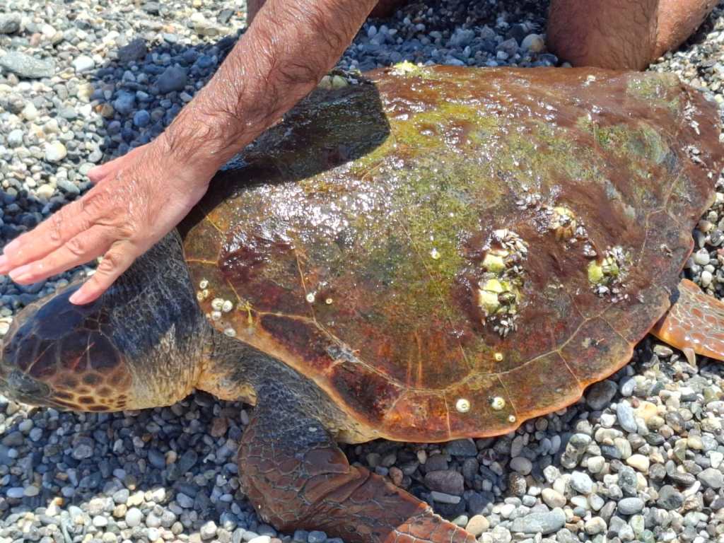Tartaruga al Villaggio Unrra