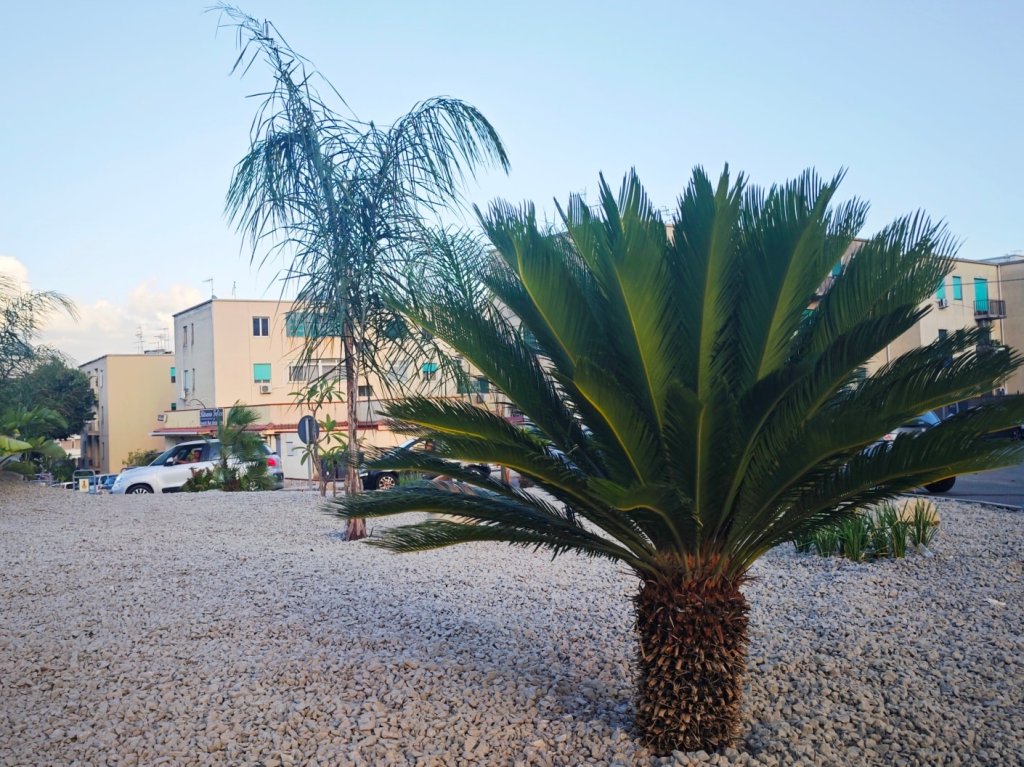 rotatoria carmelo fortino annunziata