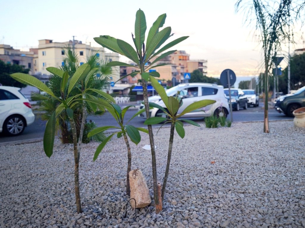 rotatoria carmelo fortino annunziata