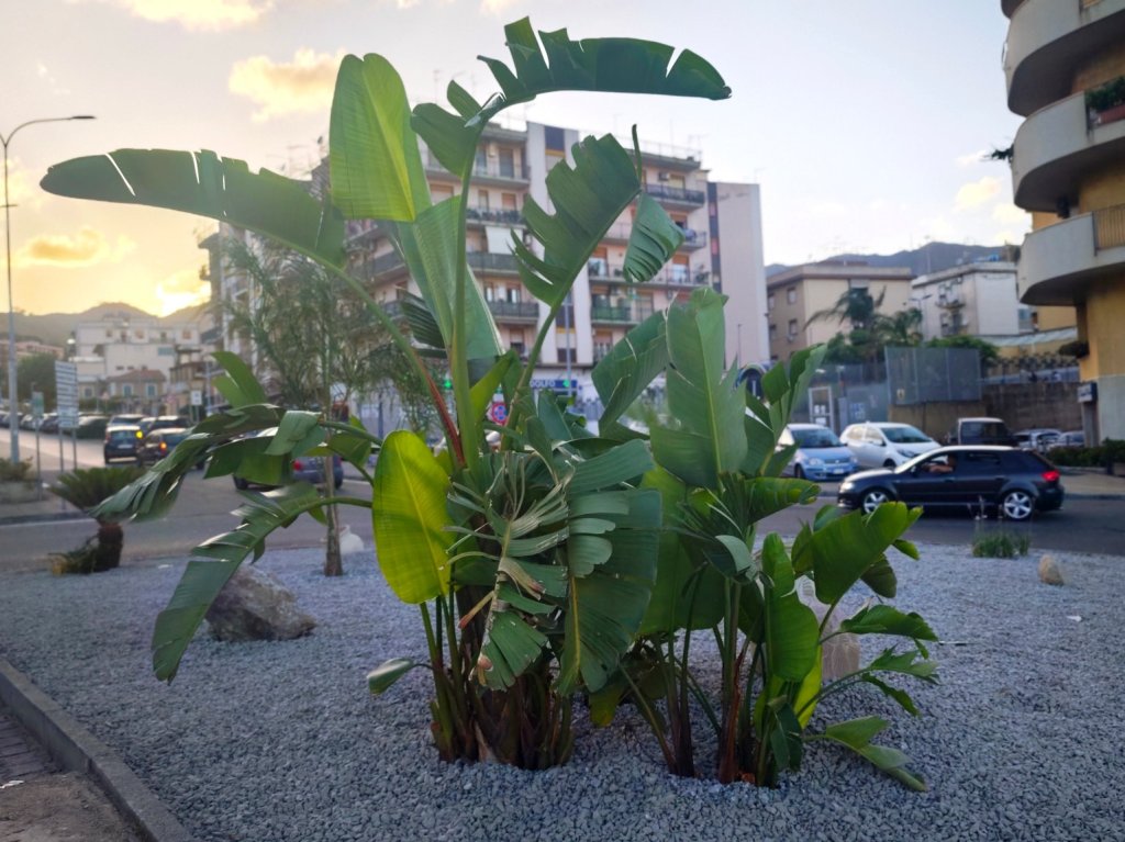 rotatoria carmelo fortino annunziata