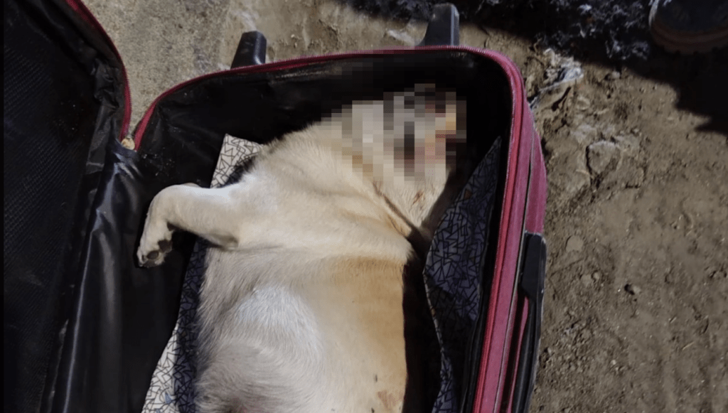 cane morto in valigia