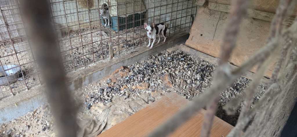 cani di razza tra escrementi e cadaveri, canile lager taormina