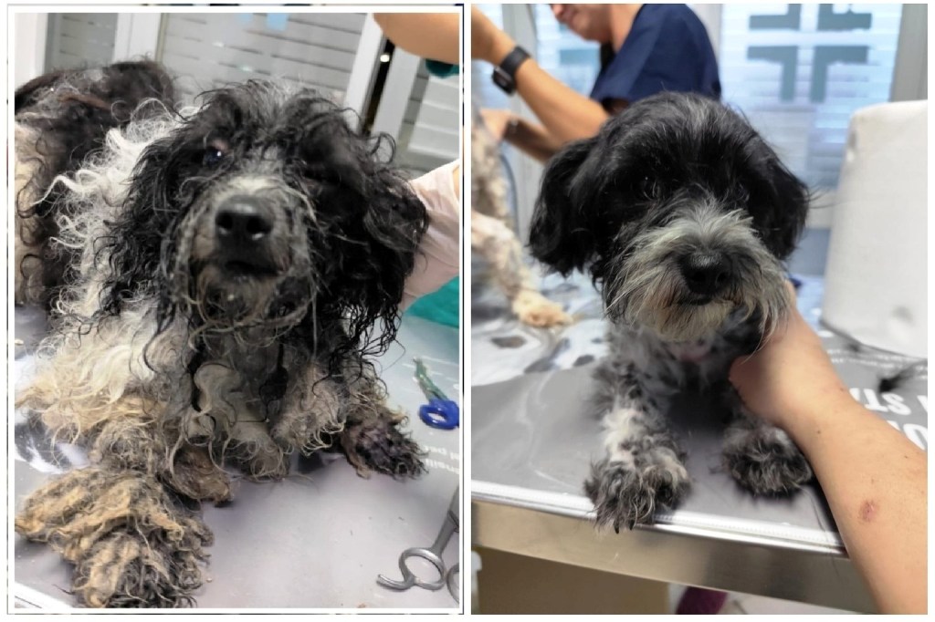 Dal canile lager alla nuova speranza di vita