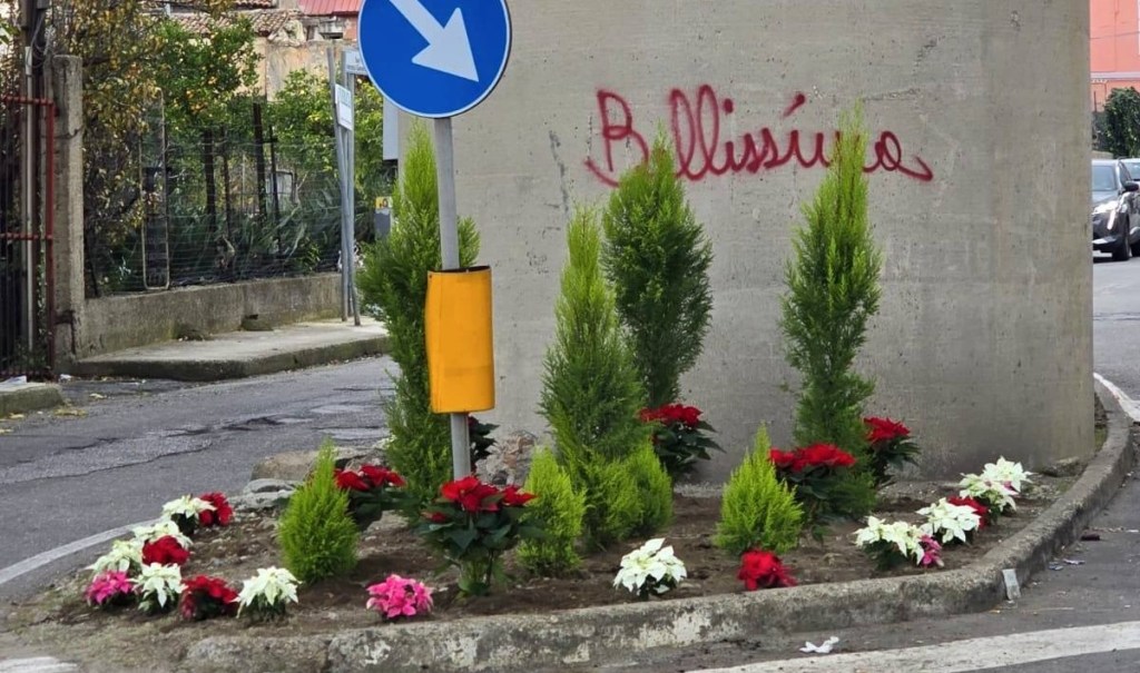 Stelle di Natale e cipressi negli svincoli