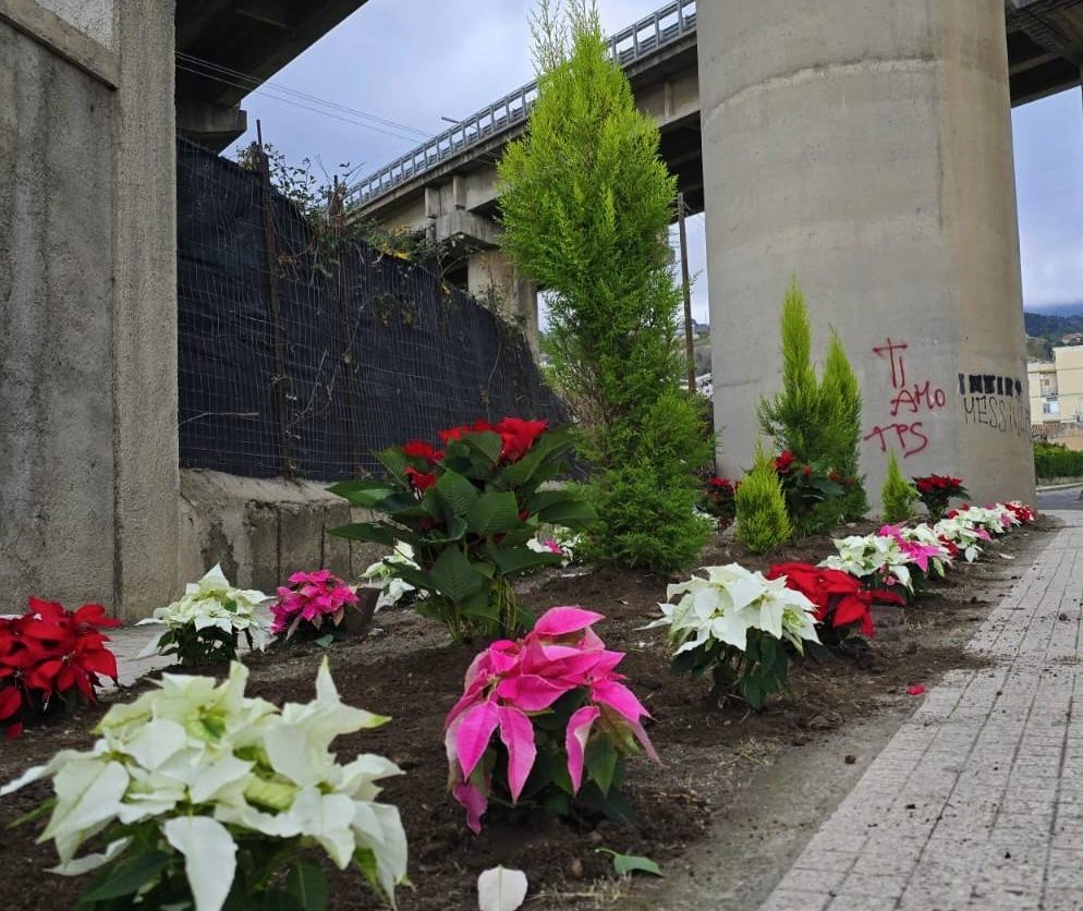 Stelle di Natale e cipressi negli svincoli
