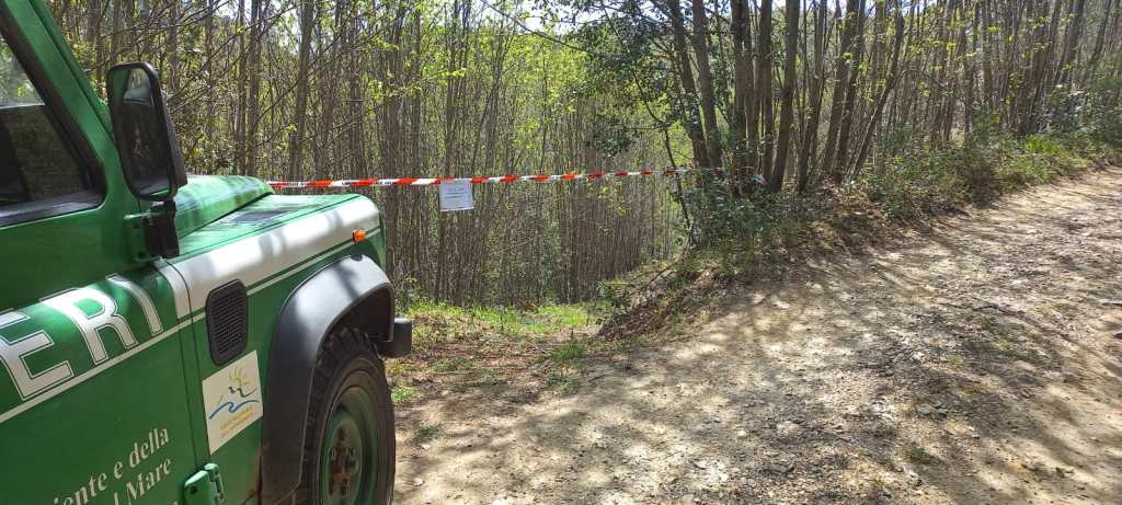 Oppido Mamertina. Taglio abusivo di leccio nell’Aspromonte, 8 persone denunciate, tra cui un minorenne