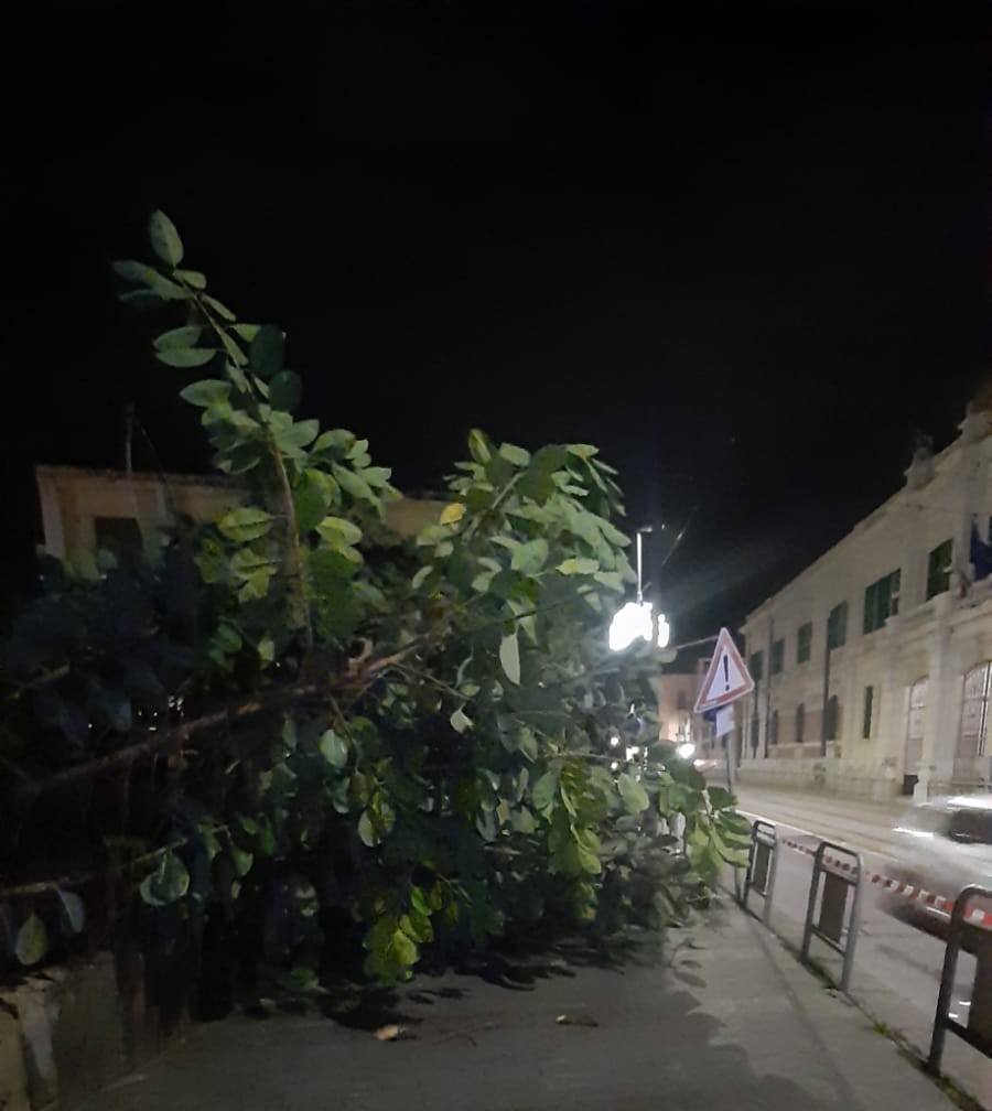 Albero caduto in pizza Cavallotti