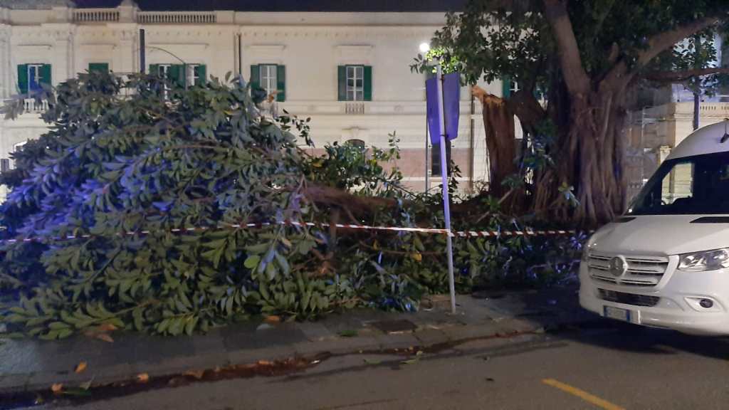 Albero caduto in pizza Cavallotti