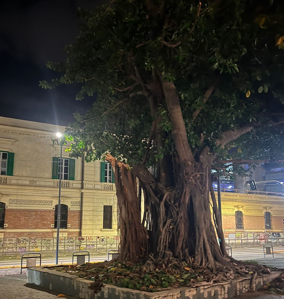 Albero Piazza Cavallotti