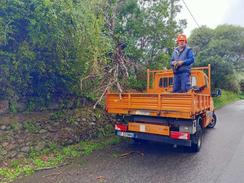 Maltempo a Messina, crollo di alberi a Campo Italia e Curcuraci-Masse