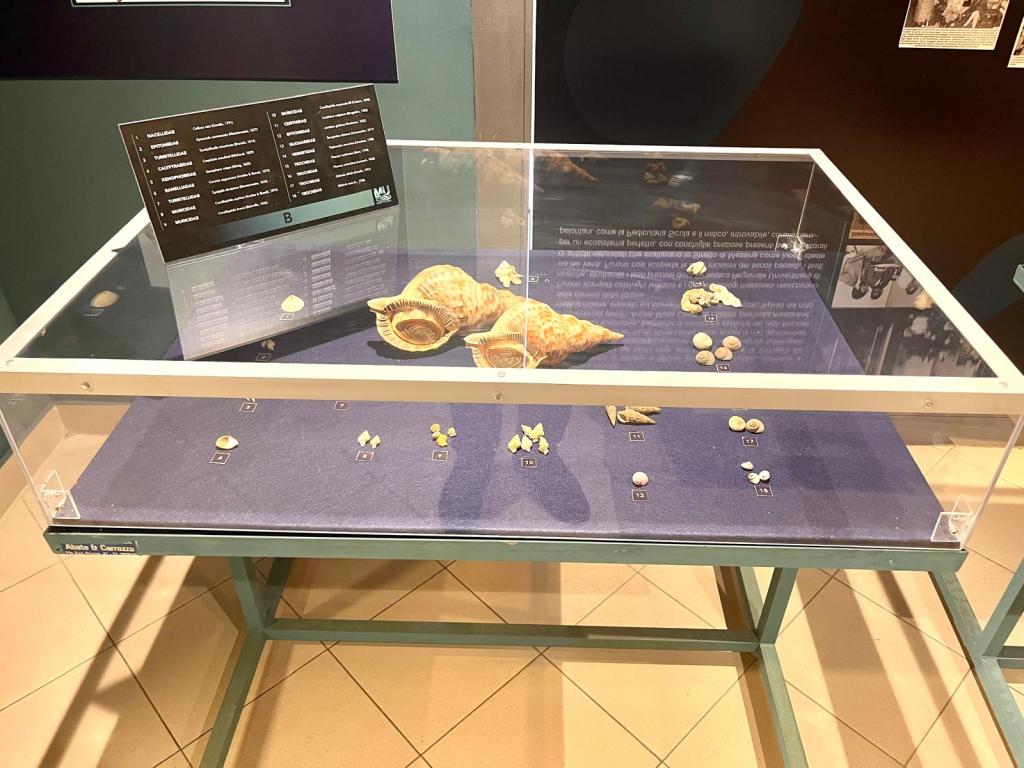 mostra conchiglie