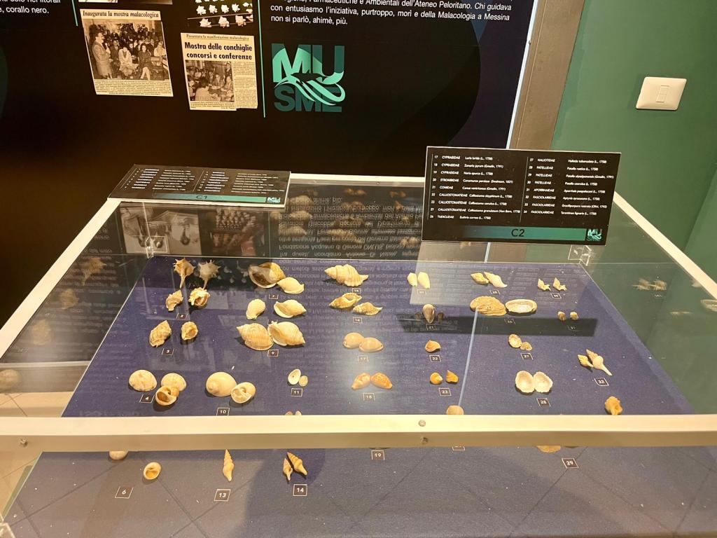 mostra conchiglie